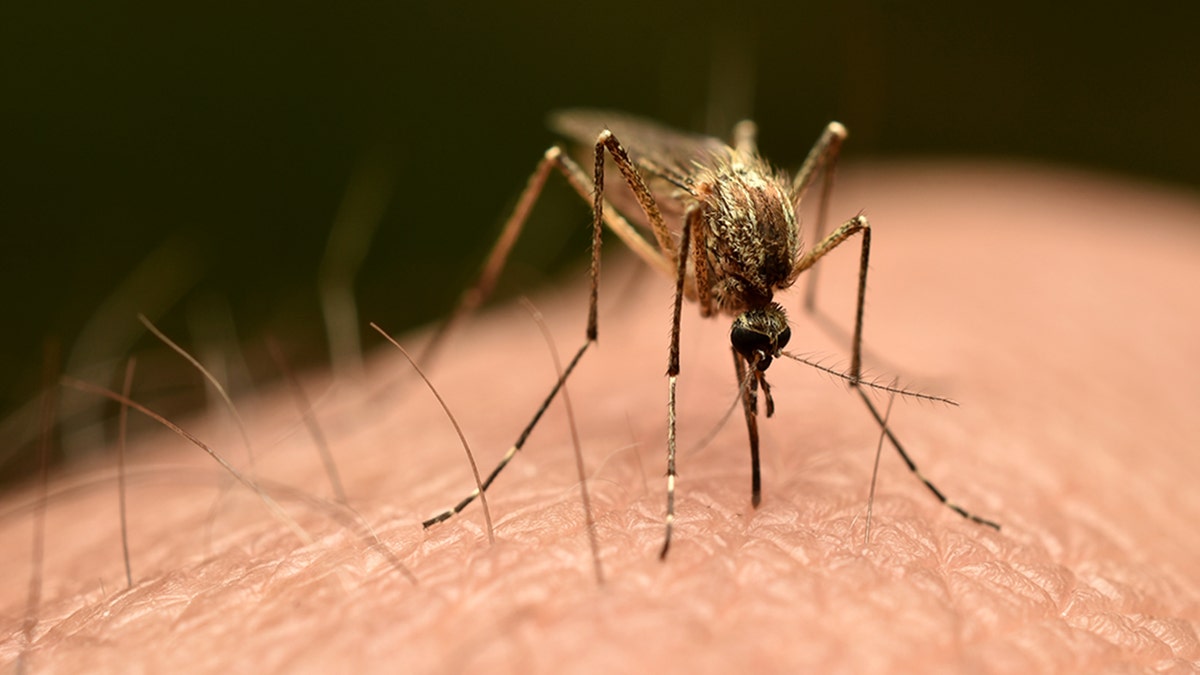 Florida Steps Up Mosquito Control Amid Rising Dengue Cases