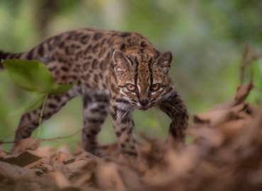 New Species of Wild Cat, Leopardus Tilcayo, Discovered in Bolivia