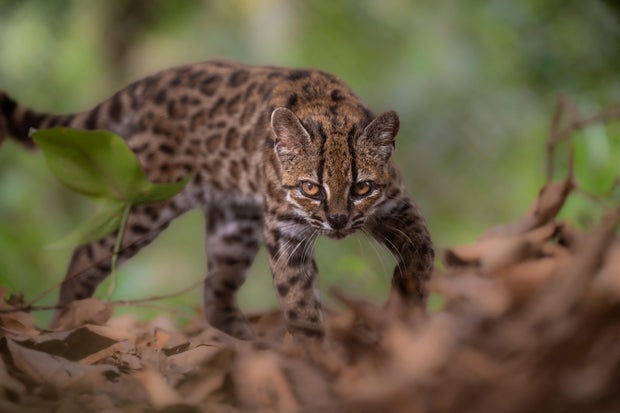 New Species of Wild Cat, Leopardus Tilcayo, Discovered in Bolivia