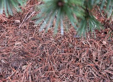 Managing Euonymus Scale Infestation in Pachysandra Beds