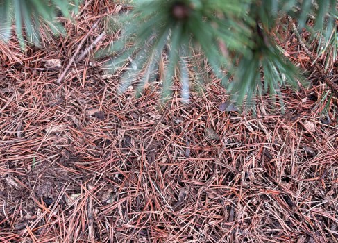 Managing Euonymus Scale Infestation in Pachysandra Beds