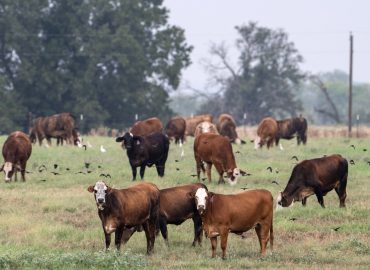 Impact of Immigration Enforcement on Beef Supply Chain in Texas, Oklahoma, and Kansas