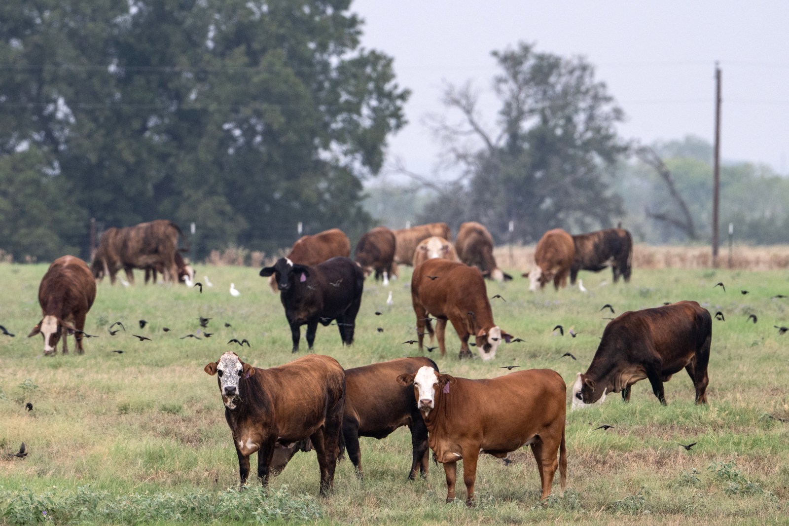 Impact of Immigration Enforcement on Beef Supply Chain in Texas, Oklahoma, and Kansas