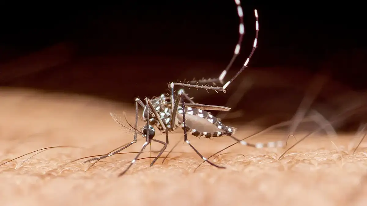 Florida Records First Dengue Fever Death of 2026