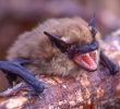 How Little Brown Bat Genes Are Outsmarting a Fungal Killer
