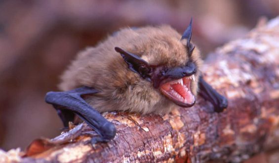 How Little Brown Bat Genes Are Outsmarting a Fungal Killer
