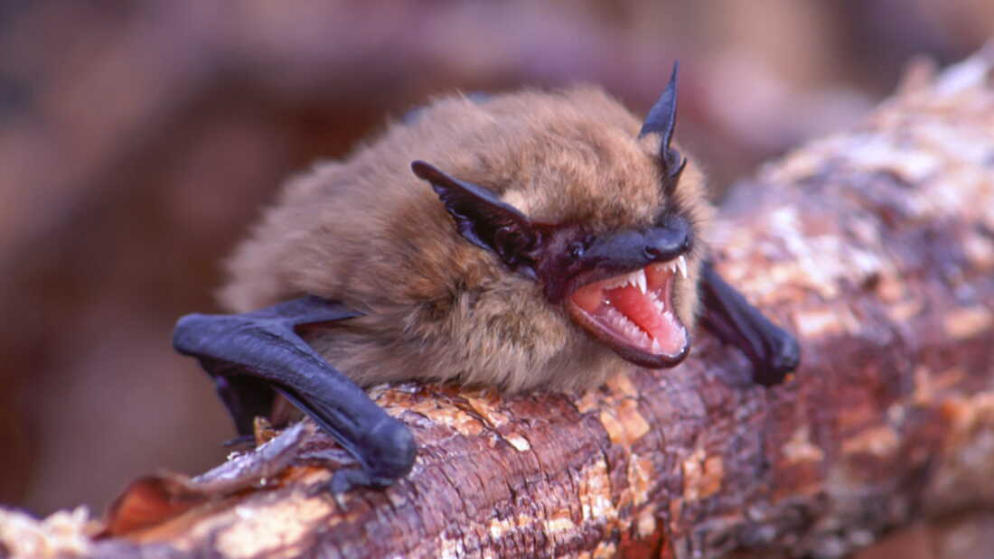 How Little Brown Bat Genes Are Outsmarting a Fungal Killer