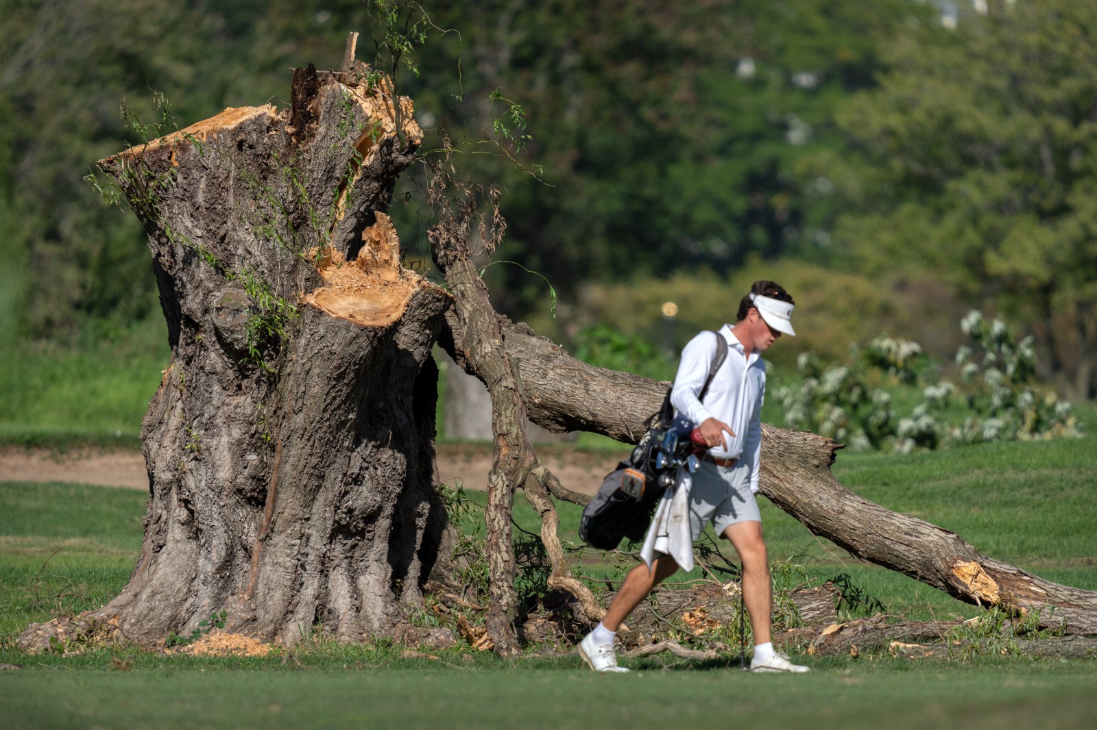 Federal Court Recusal Request in Tree Removal Case