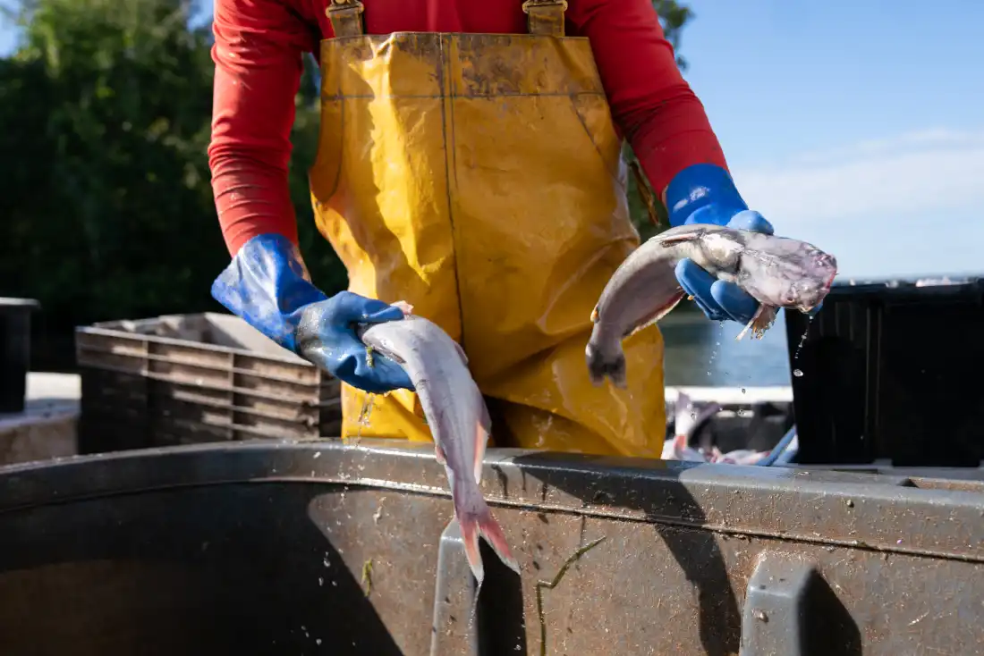 Controlling Blue Catfish in the Chesapeake Bay Through Local Consumption