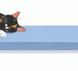The Shift in American Pet Ownership: Are Cats Gaining Ground?