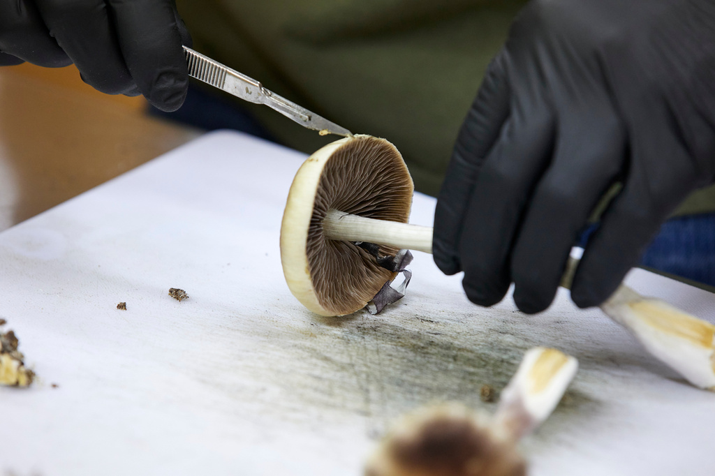 Advancing Psychedelic-Assisted Therapies for Mental Health in the U.S.