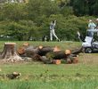 Federal Judge Halts Tree Removal at East Potomac Golf Links