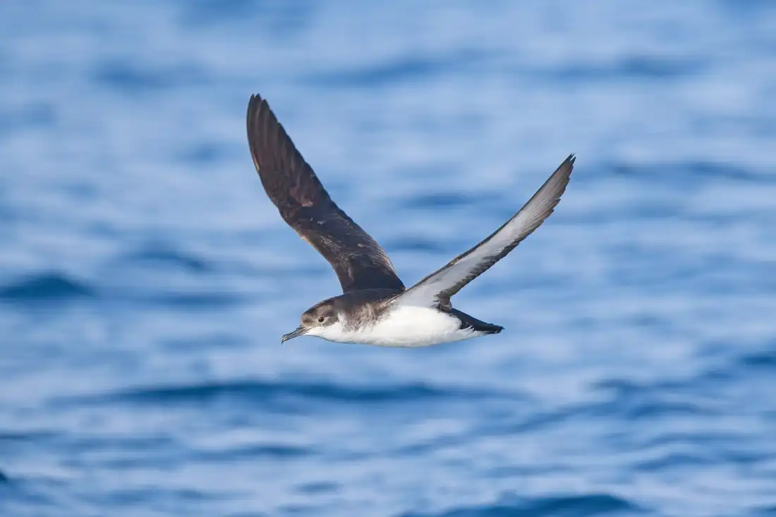 Jet Lag in Manx Shearwaters: Insights from New Research