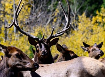 Viral Video Captures Elk Smashing Car Window in Colorado