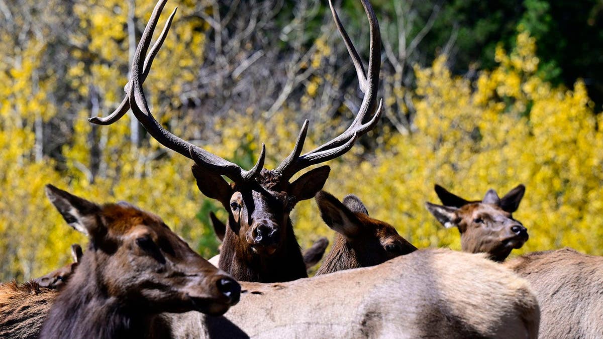 Viral Video Captures Elk Smashing Car Window in Colorado