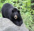 Bear Sneaks into Alaska Hospital for Halloween Treats