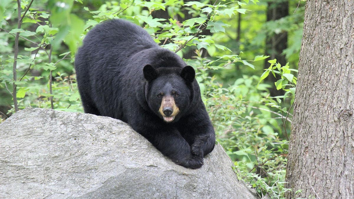 Bear Sneaks into Alaska Hospital for Halloween Treats