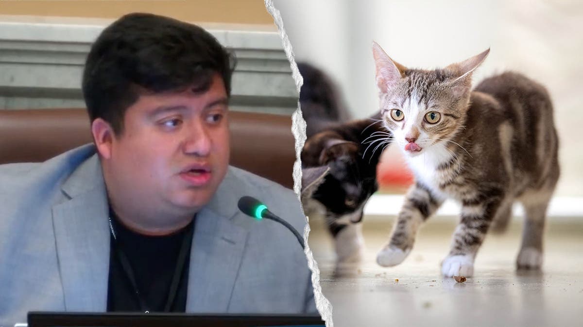 Minneapolis City Council Member’s Comments on Waymo Cars and Cats Stir Public Reaction