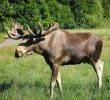 Moose Street Fight in Colorado: A Spectacular Show