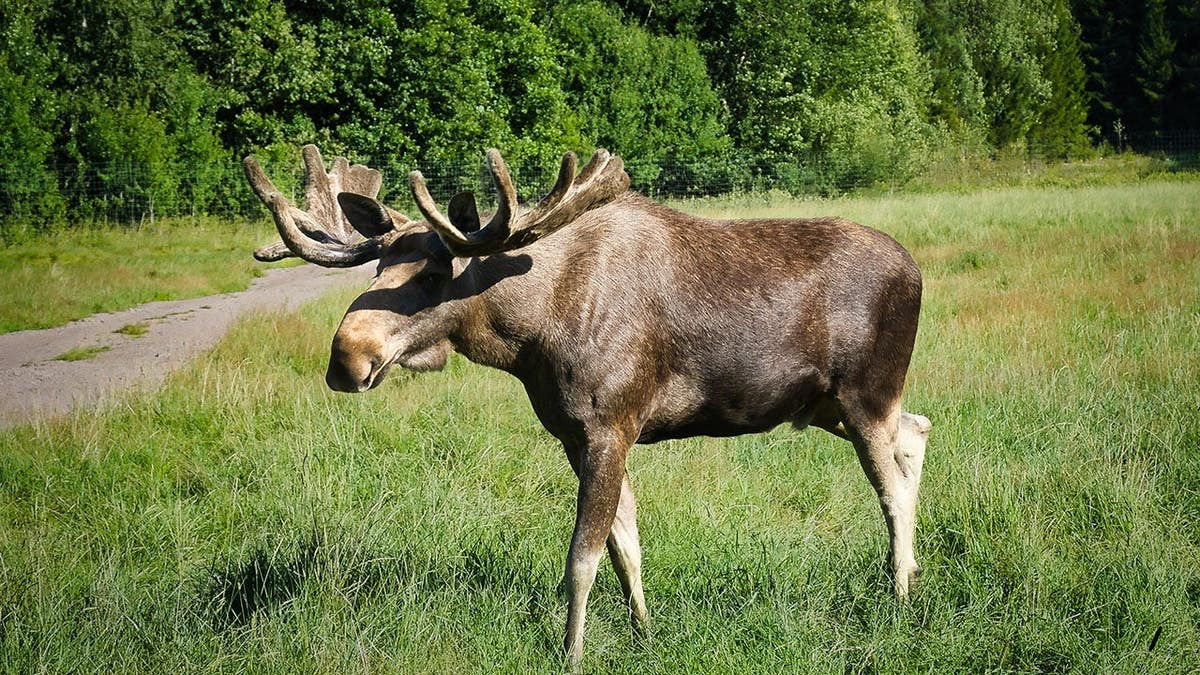 Moose Street Fight in Colorado: A Spectacular Show