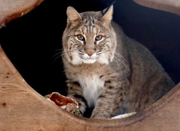 Bobcat Population Recovery in Illinois