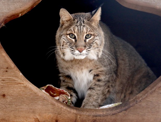 Bobcat Population Recovery in Illinois