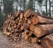 Timber Industry Faces Challenges Amid Policy Changes and Economic Pressures