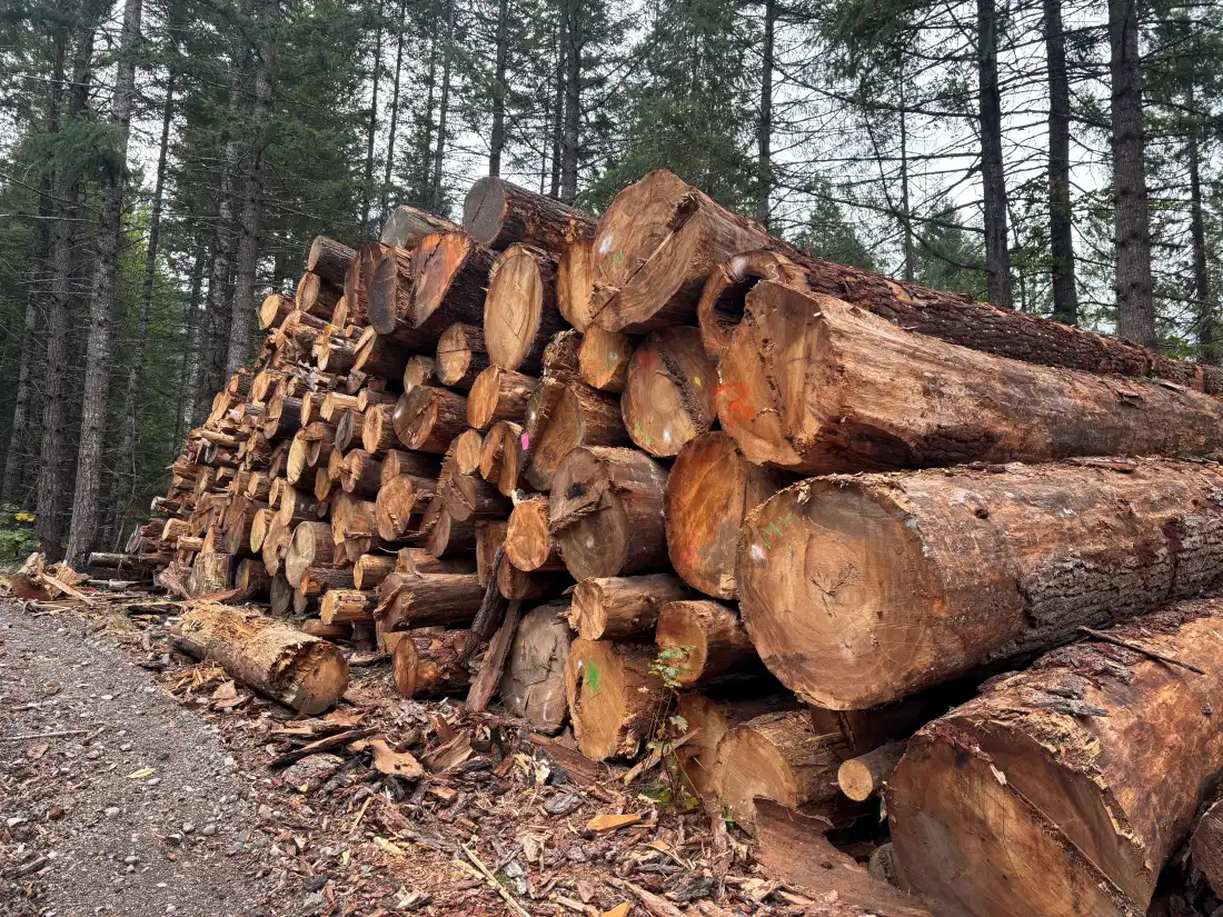 Timber Industry Faces Challenges Amid Policy Changes and Economic Pressures