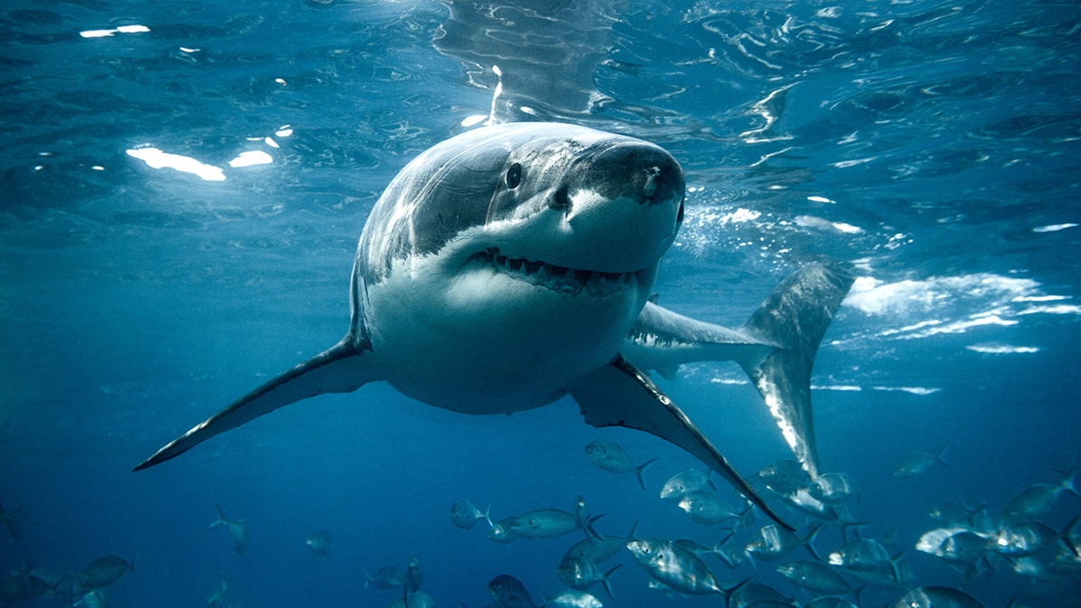 Fisherman Escapes Shark Encounter in California Waters