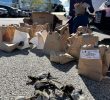Bird Collision Crisis in Chicago Sparks Call for Bird-Friendly Building Design