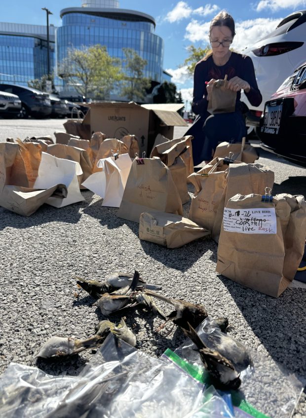 Bird Collision Crisis in Chicago Sparks Call for Bird-Friendly Building Design