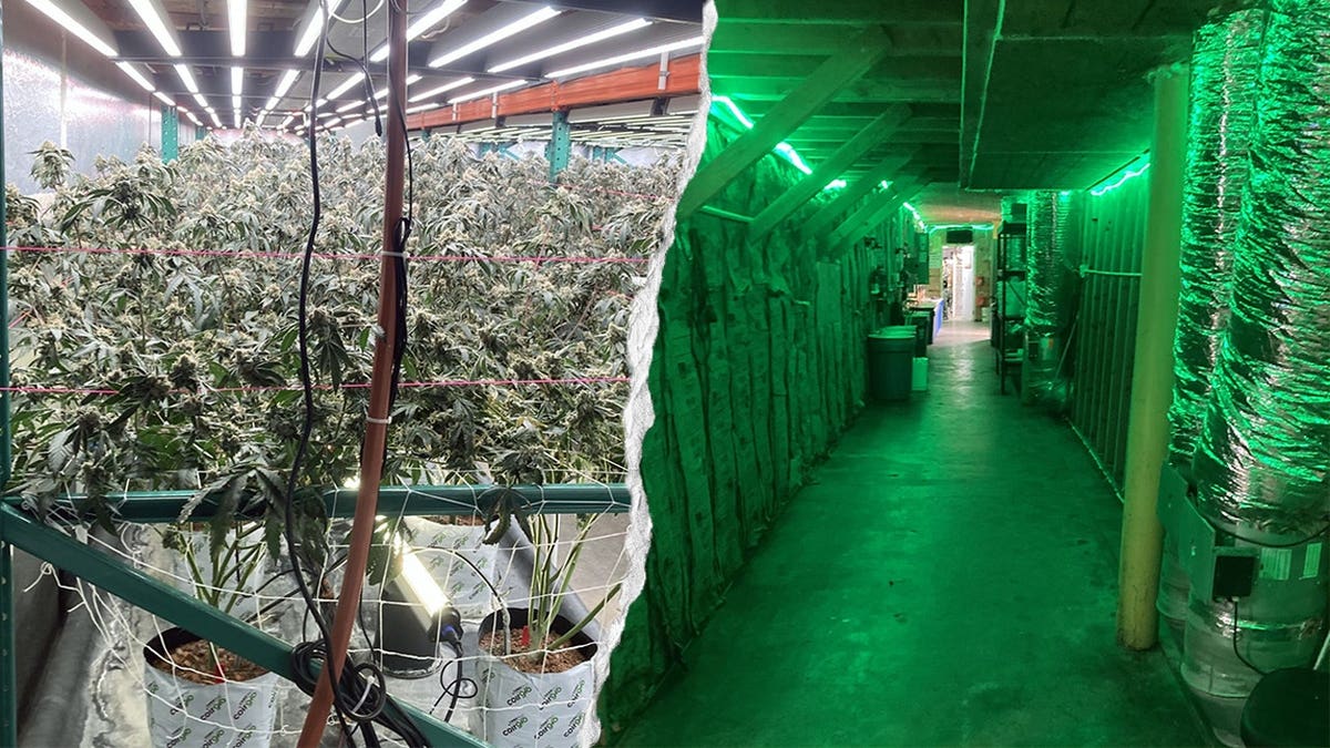 FBI Urged to Act on Illegal Marijuana Farms in Northern California
