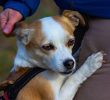 Helping Dogs Communicate When Owners Lose Hearing