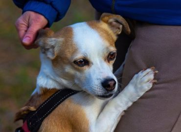 Helping Dogs Communicate When Owners Lose Hearing