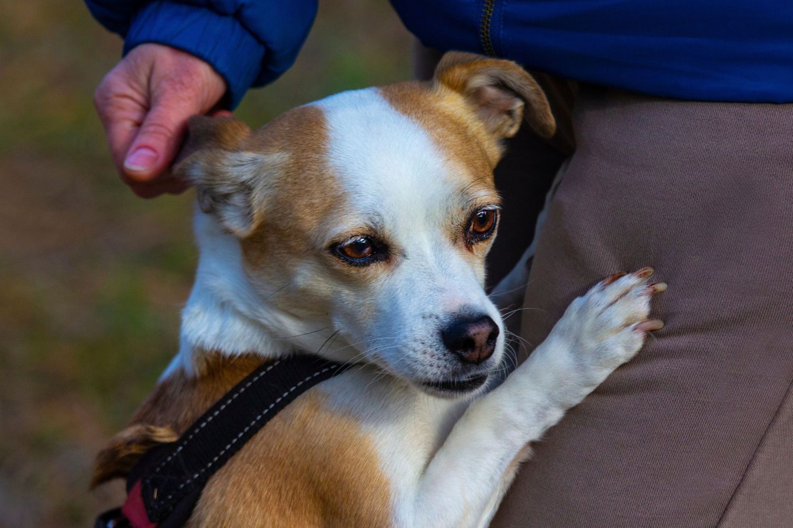 Helping Dogs Communicate When Owners Lose Hearing