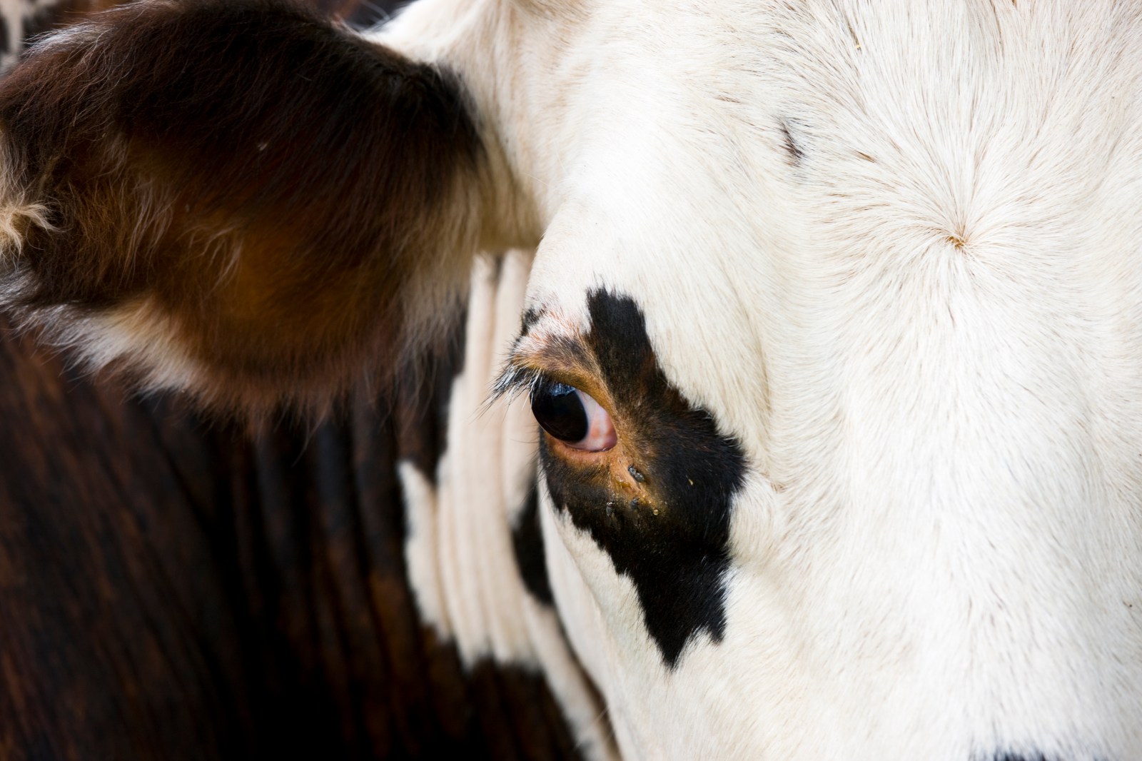 Cattle Roam Kansas City Streets After Semi-Truck Crash