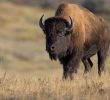 Bison Encounters in Yellowstone: Rising Incidents and Safety Measures