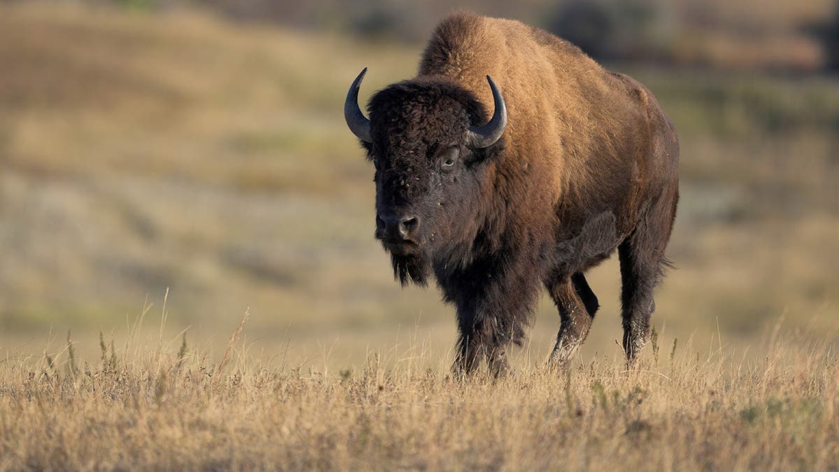 Bison Encounters in Yellowstone: Rising Incidents and Safety Measures