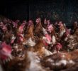 Empowering African Farmers Through Poultry: The Egg Hub Initiative