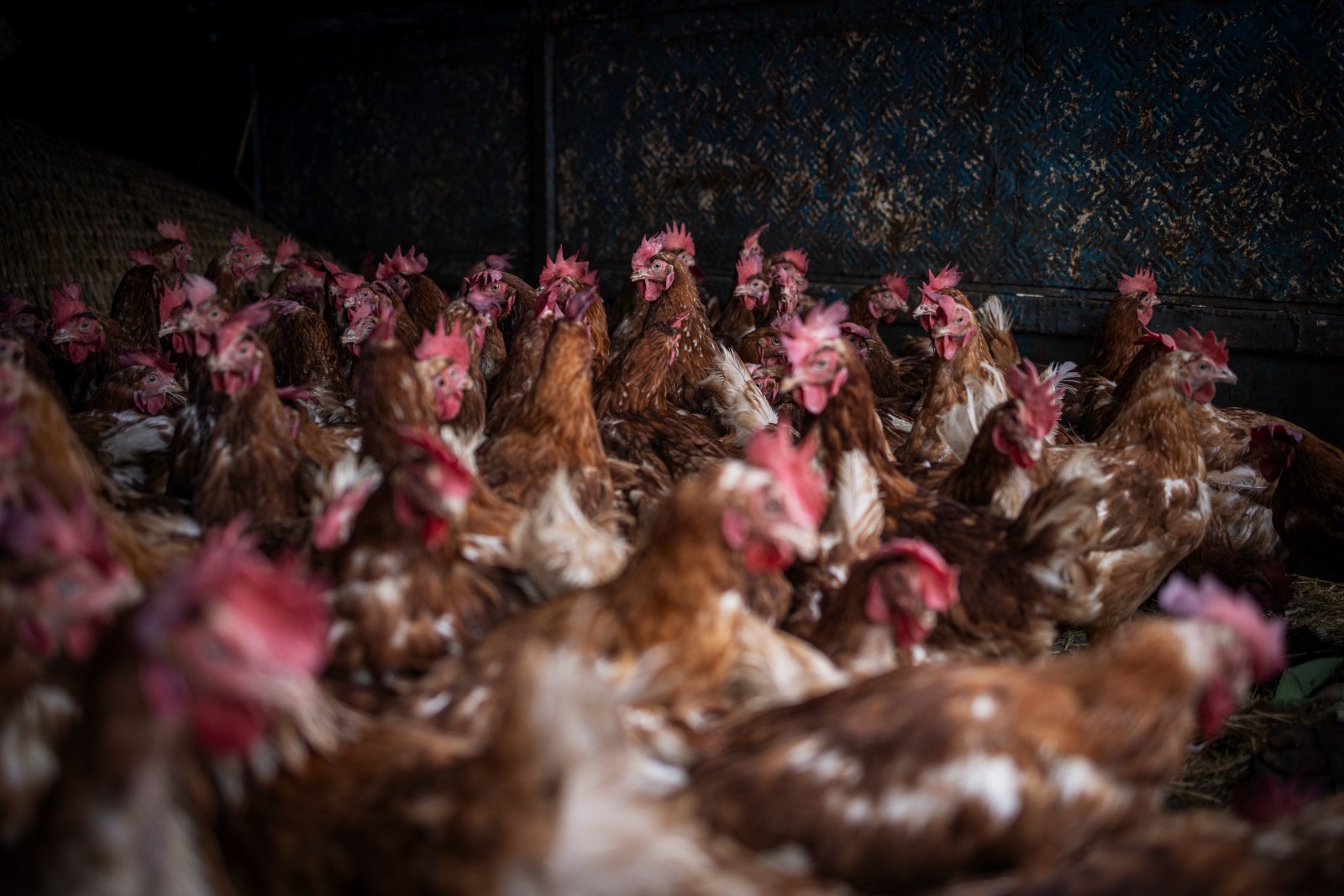 Empowering African Farmers Through Poultry: The Egg Hub Initiative