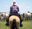 Flesh-Eating Parasite Found in Texas Elk Prompts Urgent Action
