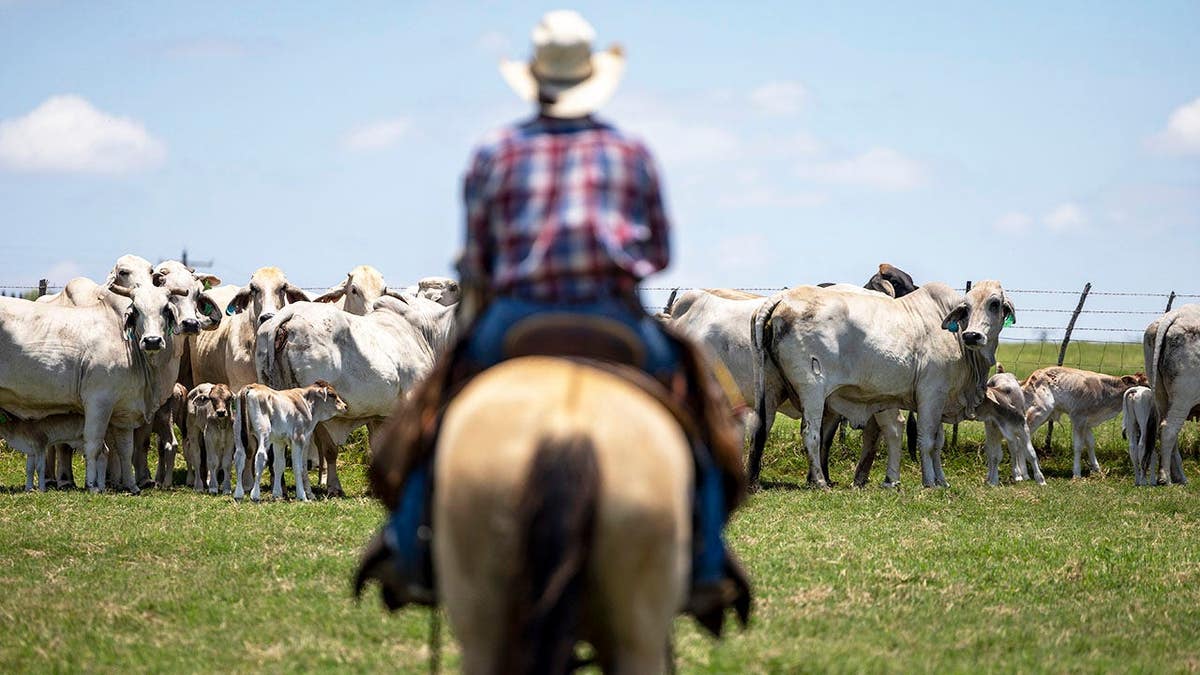 Flesh-Eating Parasite Found in Texas Elk Prompts Urgent Action