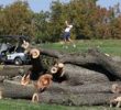 Judge Halts Tree Cutting at East Potomac Golf Links