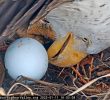 Celebrity Eagle Jackie Dies from Bird Flu
