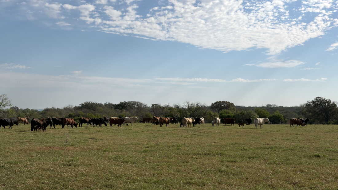 Impact of Rising Beef Prices on Texans During Election Season