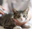 Contaminants Found in U.S. Cat Foods: Concerns Over Heavy Metals