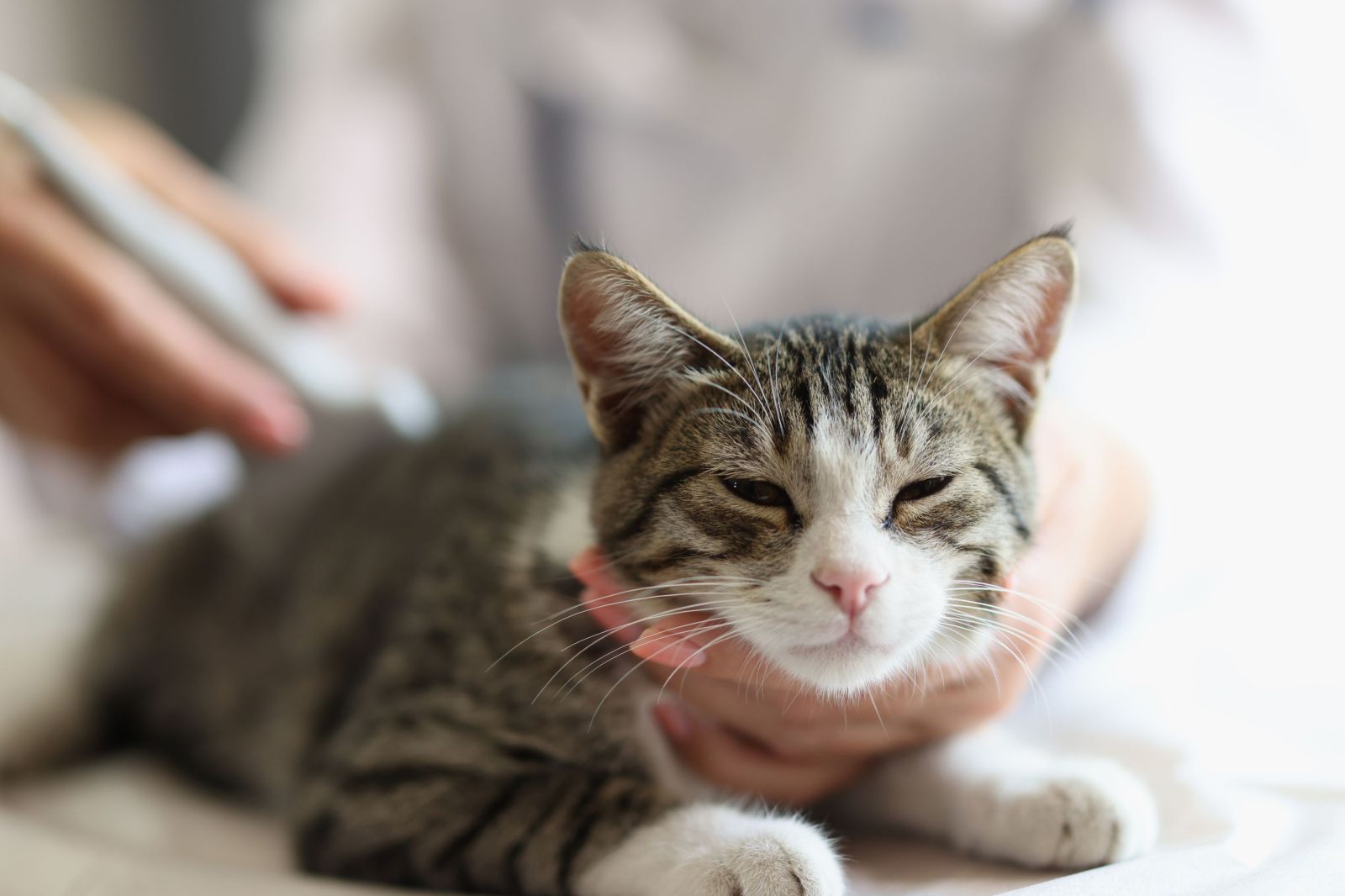 Contaminants Found in U.S. Cat Foods: Concerns Over Heavy Metals
